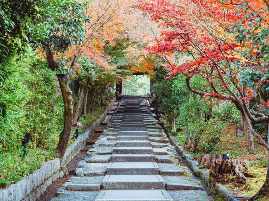 [2.3km / 1.43mi] Kyoto East Early Morning Walking Tour - A small group with room for questions