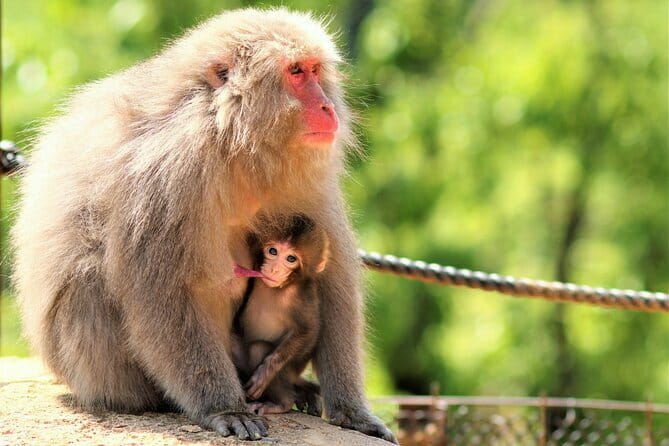 4 Hours Arashiyama and Arashiyama Monkey Park Tour - Who should book this tour?