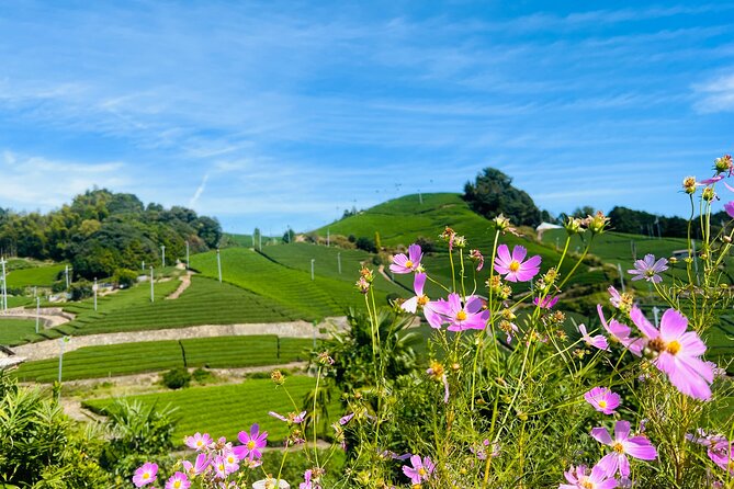 7hr Private Wazuka True Hidden Kyoto Matcha Farm Experience - From Leaf to Powder: The Matcha Process