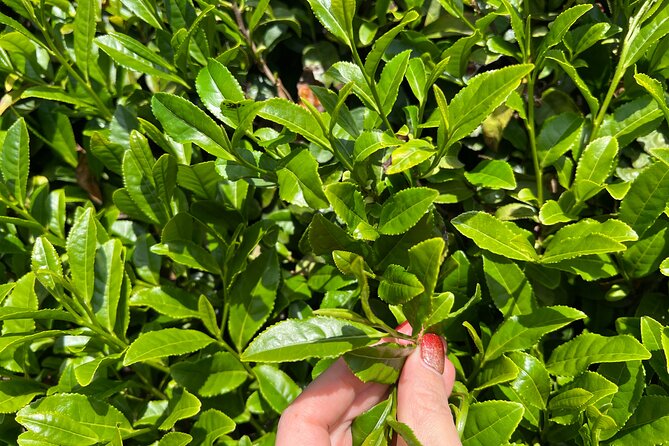 7hr Private Wazuka True Hidden Kyoto Matcha Farm Experience - Matcha Tasting and Tea Tasting