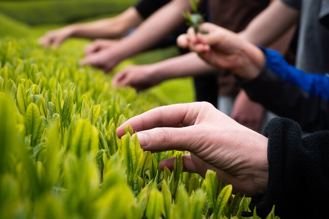 7hr Private Wazuka True Hidden Kyoto Matcha Farm Experience - Is $520 Per Person Fair Value?