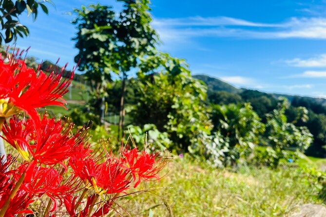 7hr Private Wazuka True Hidden Kyoto Matcha Farm Experience - Timing, Comfort, and Practical Details
