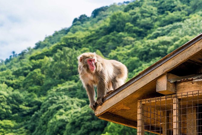 Afternoon Kyoto Bike Tour: Bamboo Forest, Monkeys & Hidden Spots - Starting near Saga-Arashiyama Station