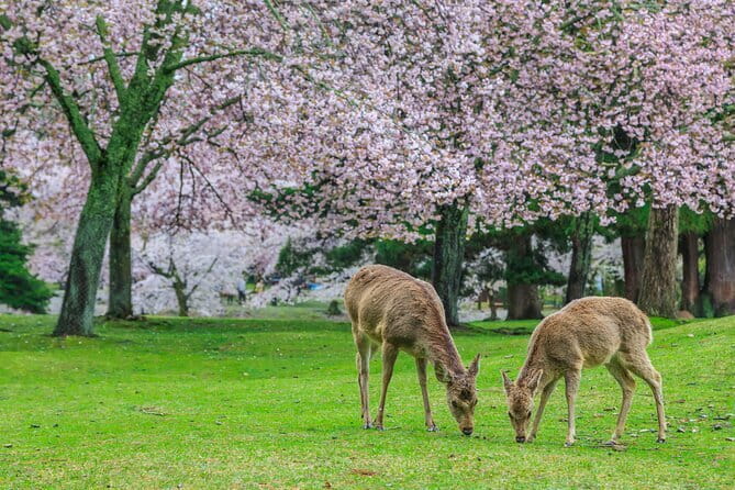 Early Half Day to Kyoto Highlights - What guide Indra adds