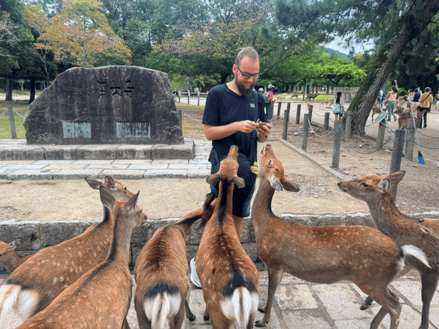 From Kyoto: Nara Guided Morning Tour - Meeting the deer in Nara Park