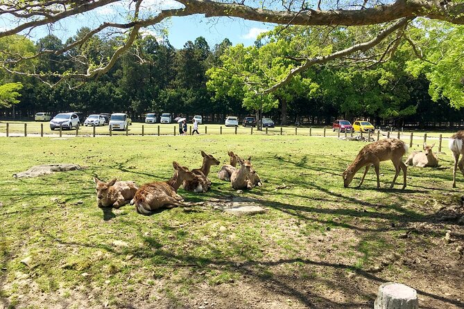 From Kyoto: Nara History Guided Half Day Bus Tour with Lunch - Kasuga Taisha and its lantern-lined approach