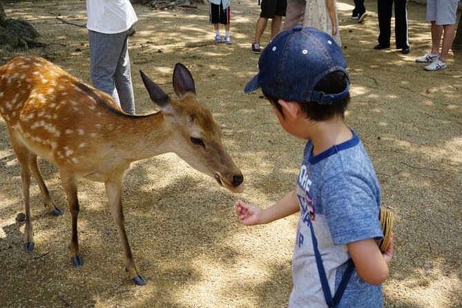 From Kyoto: Nara History Guided Half Day Bus Tour with Lunch - Japanese lunch and a little shopping