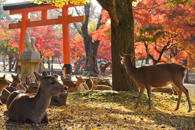 From Kyoto: Nara History Guided Half Day Bus Tour with Lunch - Guides and group size