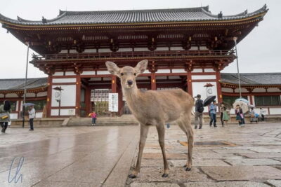 Nara, Osaka & Kobe Day Trip – 3 Cities in 1 Day