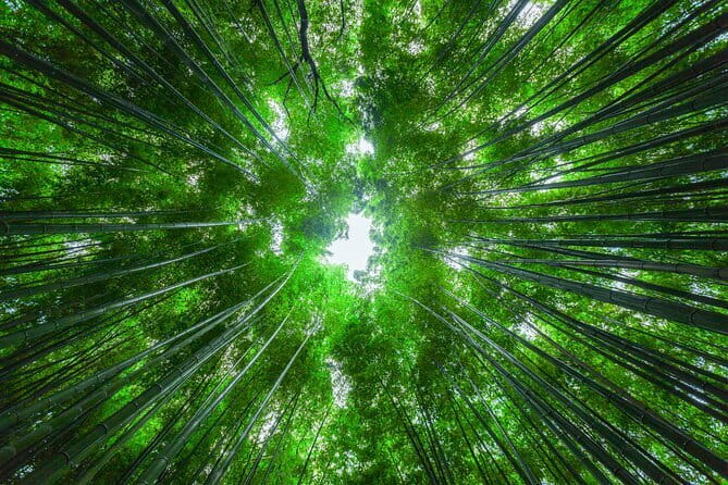 From Kyoto / Osaka: Kyoto Must-see Spots & Nara Park One Day Tour - What this Kyoto and Nara day tour is really designed to do