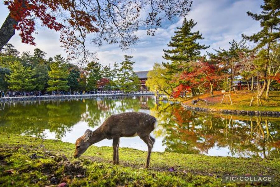 From Osaka/Kyoto: Private Kyoto & Nara Day Trip with Pickup - Kinkaku-ji and the Golden Pavilion