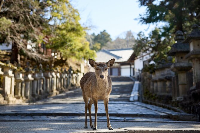 Full Day Guided Tour to Kyoto and Nara from Osaka by Van - Nara Park and the famous bowing deer