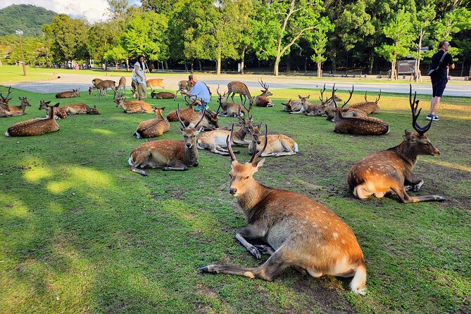 Full Day Guided Tour to Kyoto and Nara from Osaka by Van - Gion gives you lunch and a taste of old Kyoto
