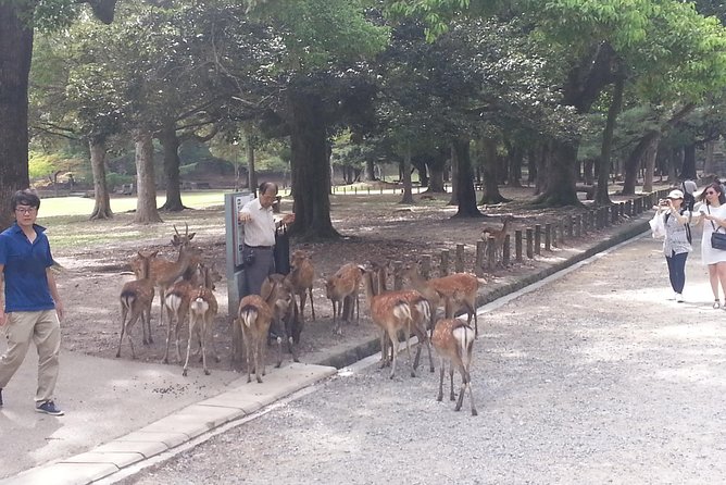 Fushimi Inari & Nara Highlights Walking Tour - Kasuga Grand Shrine brings lanterns and forest paths
