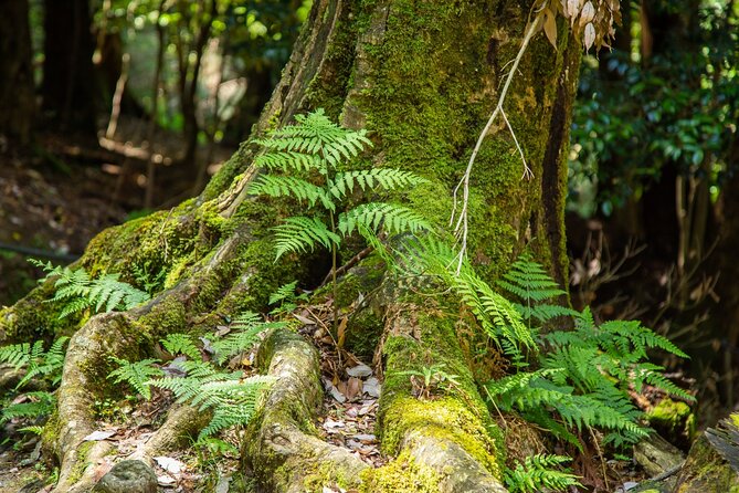 Hiking Tour for Sacred Sites in Kyoto with a Guide - Who Will Get the Most From This Day?