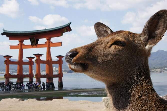 Hiroshima, Miyajima 1 Day Bus with Indian Lunch from Osaka, Kyoto - Allow real time for the Peace Memorial Museum
