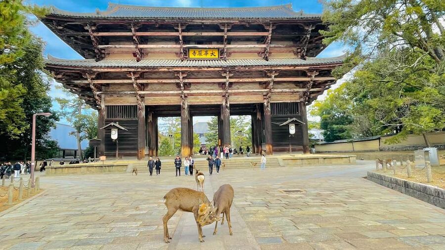 Kyoto and Nara: Private Customized Tour with Guide & vehicle - Kiyomizu-dera and Kyoto’s hillside views