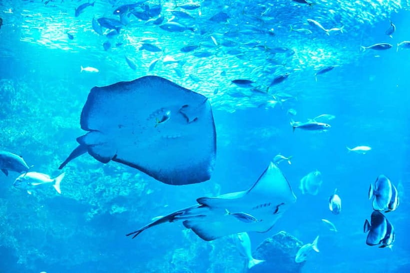 Kyoto Aquarium Admission Ticket - Who will get the most from this ticket