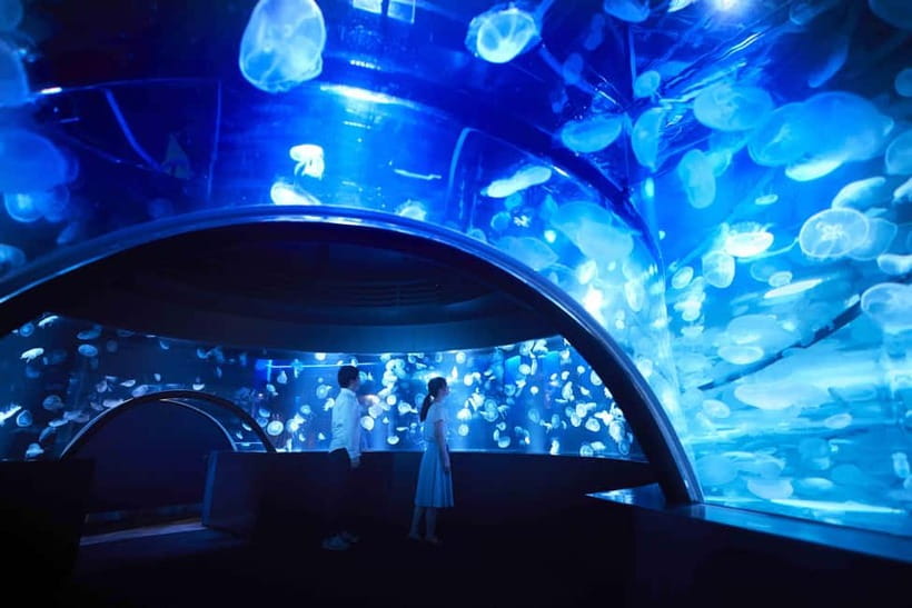 Kyoto Aquarium Admission Ticket - Allow extra time for jellyfish and seals