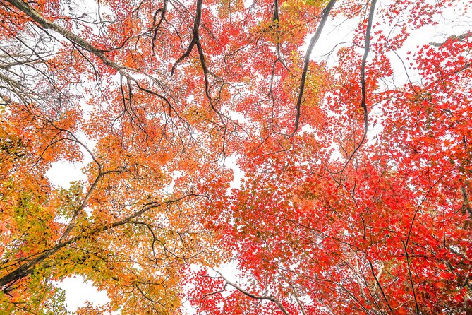 Kyoto Arashiyama Bamboo forest & Garden Half-Day Walking Tour - The bamboo forest, with time for photographs