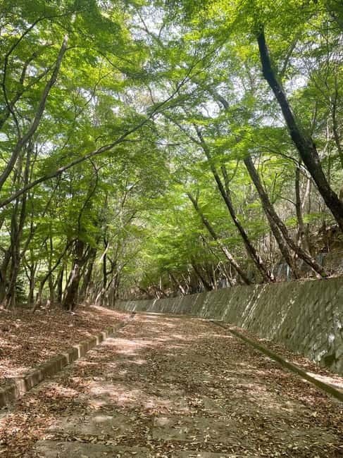 Kyoto: Arashiyama Bamboo Forest Hiking Tour - Timing, transport, and what to bring