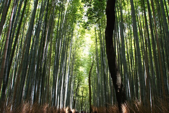 Kyoto: Arashiyama Bamboo Forest, Monkeys, Matcha & Temple Tour - Nonomiya Shrine adds a quieter pause