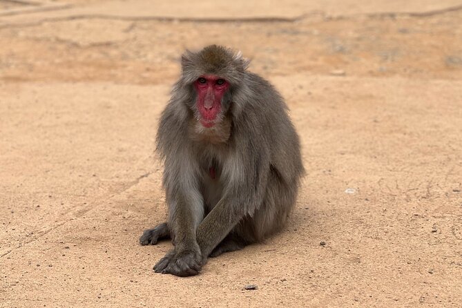 Kyoto: Arashiyama Bamboo Forest, Monkeys, Matcha & Temple Tour - Matcha gives the walking route a local pause