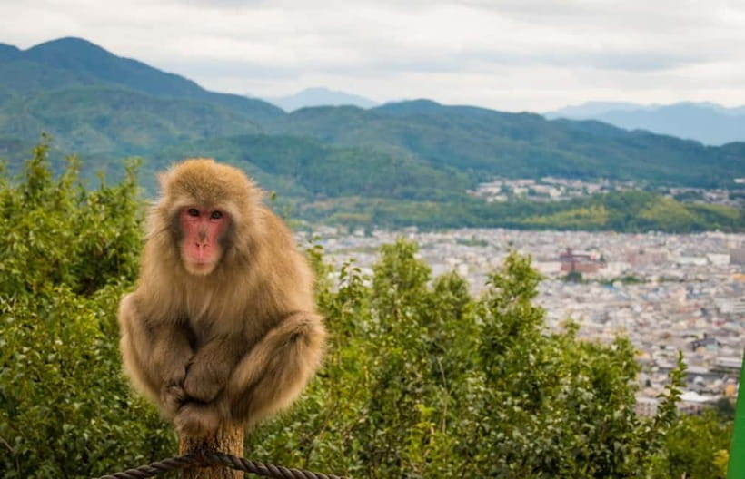 Kyoto: Arashiyama Bamboo Grove, Monkey Mountain Walking Tour - Practical ways to enjoy the four hours