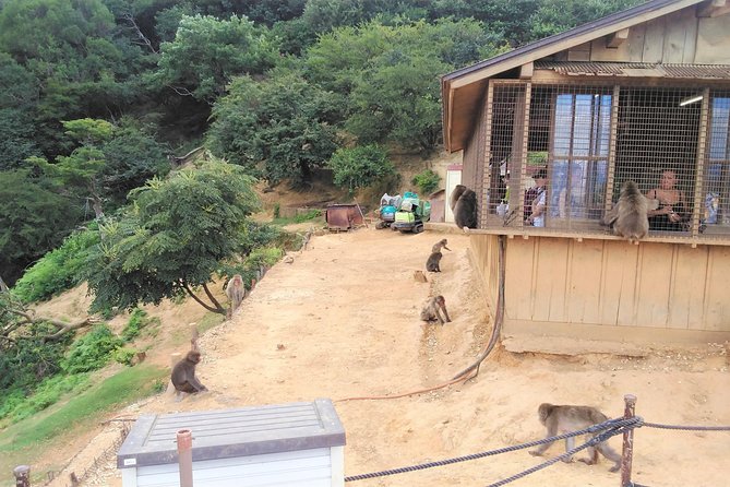 Kyoto Arashiyama & Golden Pavilion One-Day Walking Tour - Meeting monkeys at Iwatayama