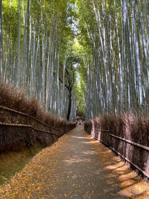 Kyoto: Arashiyama Guided Tour, Bamboo, Monkey, Zen Temple - Tenryu-ji and its carefully shaped gardens