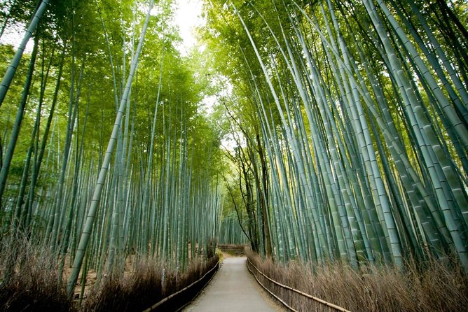 Kyoto Arashiyama Rickshaw Tour with Bamboo Forest - Riding into the bamboo grove