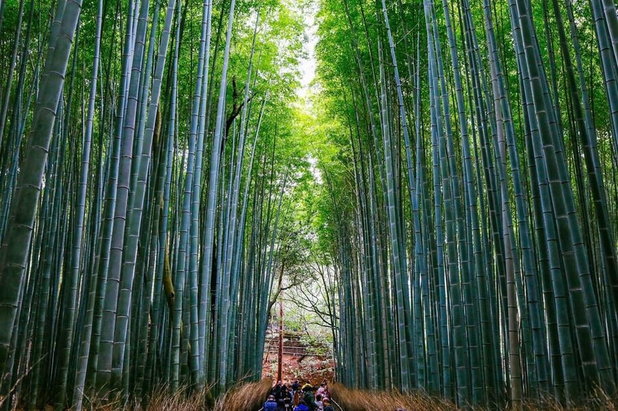 Kyoto: Arashiyama Tour with optional Sagano Romantic Train - Key points to know before booking