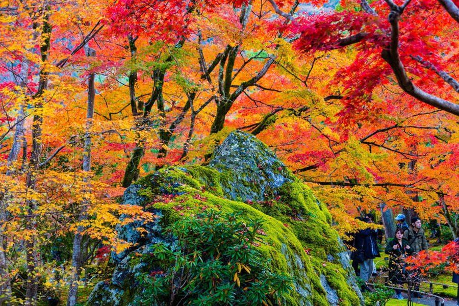 Kyoto: Arashiyama Tour with optional Sagano Romantic Train - Why this Arashiyama tour works well
