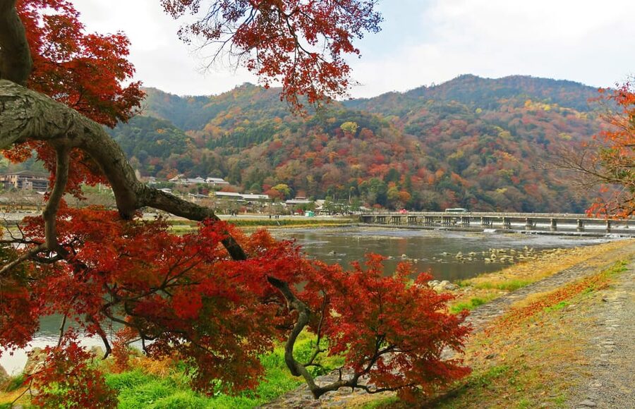 Kyoto: Arashiyama Tour with optional Sagano Romantic Train - Is $105 good value?
