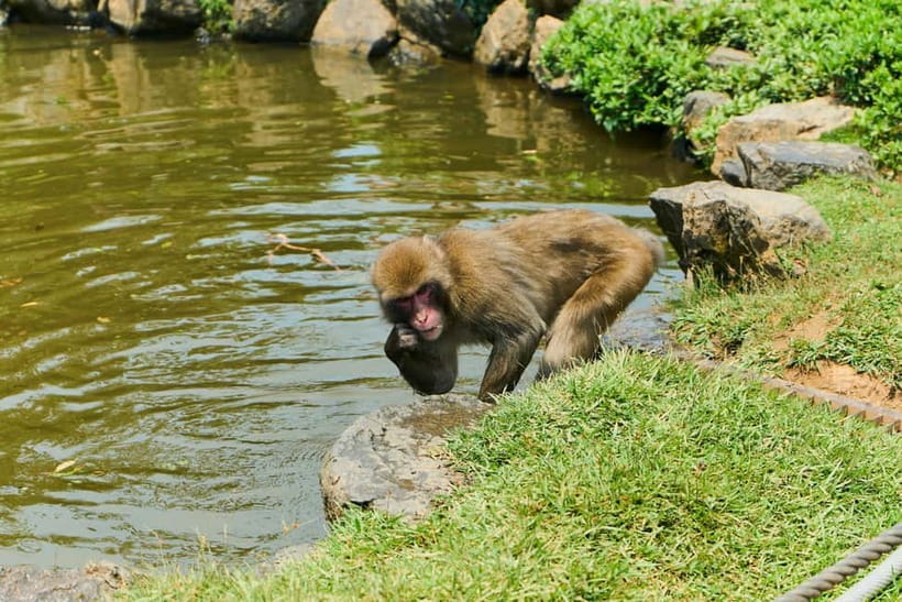 Kyoto: Arashiyama UNESCO Walking Tour with Admission - How the guides shape the experience