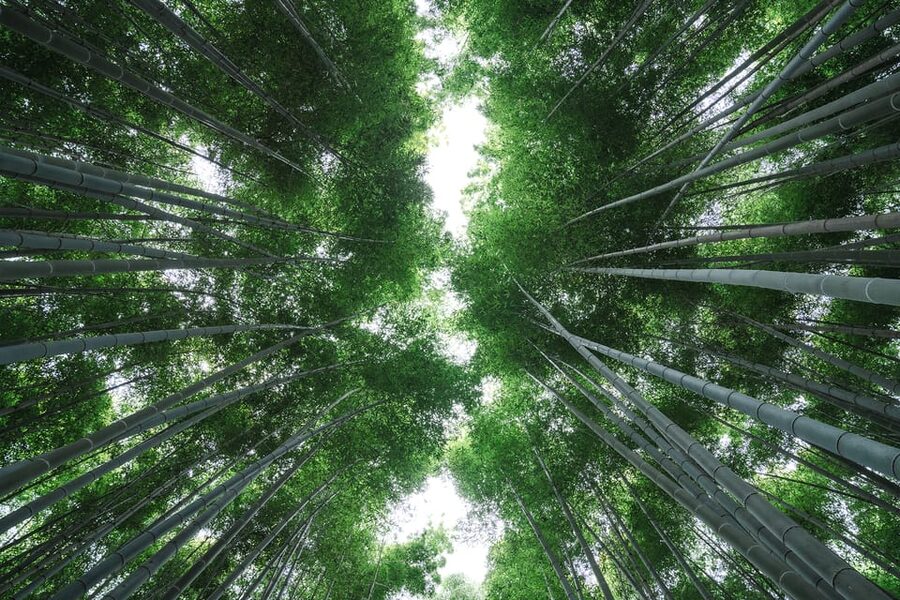 Kyoto: Arashiyama Walking Tour with Local Guide - Walking toward Togetsu-kyo Bridge