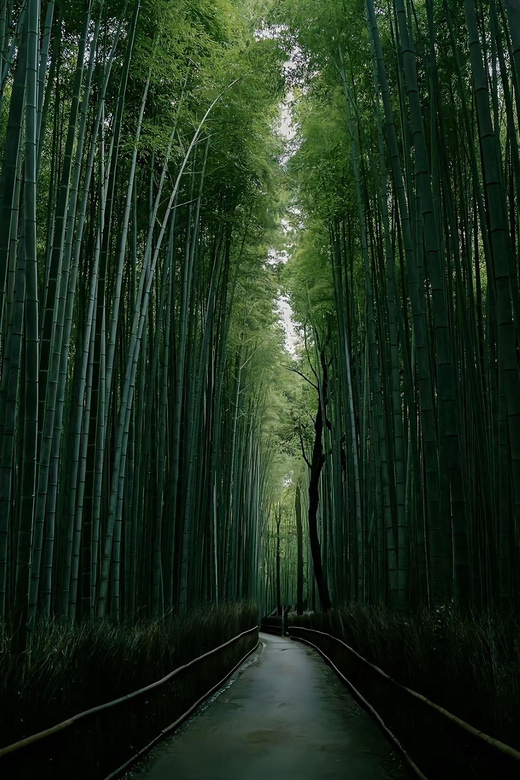Kyoto: Customized One Day Car tour - Should you book it?