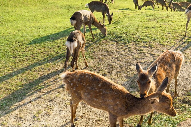 Kyoto Day Trip to Nara with a Local – Private & Personalized - Isui-en Garden, a quiet pause