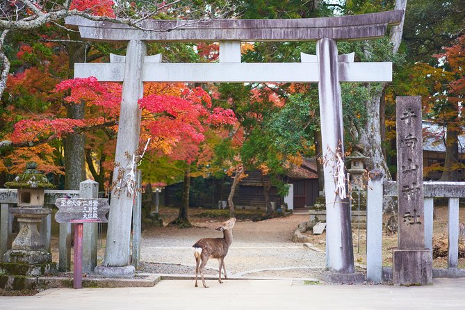 Kyoto Day Trip to Nara with a Local – Private & Personalized - Todai-ji and the giant Daibutsuden