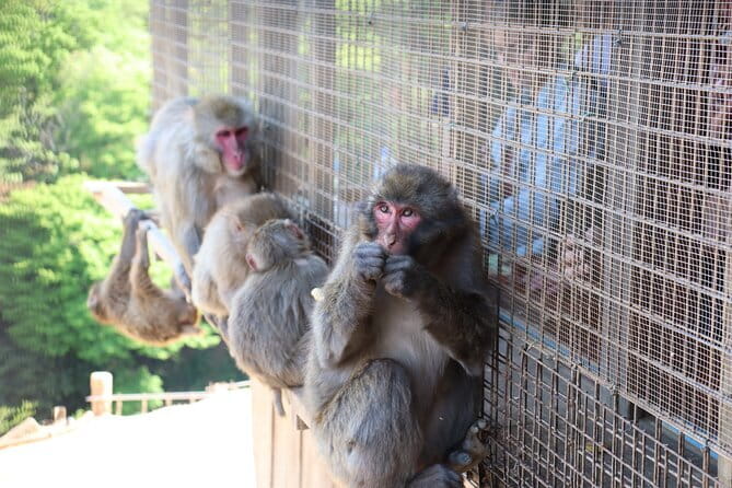 Kyoto Early Bird Tour: Fushimi Inari, Arashiyama Bamboo & Monkeys - Three Kyoto icons before the day gets crowded