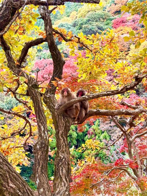 Kyoto: Fully customizable your own tour in the old capital - Key points to know before booking