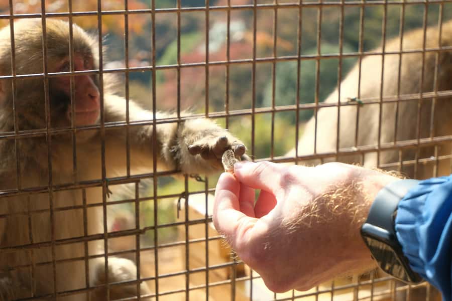 Kyoto: Fushimi, Arashiyama - Bamboo, Monkey, Torii & Secrets - How the $88 price measures up