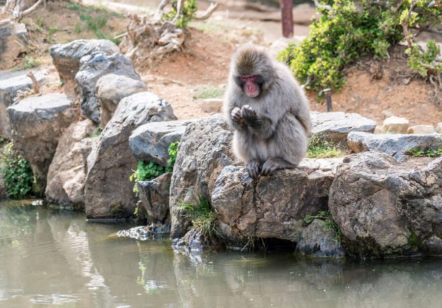 Kyoto: Fushimi, Arashiyama - Bamboo, Monkey, Torii & Secrets - Arashiyama’s bamboo paths and quieter lanes
