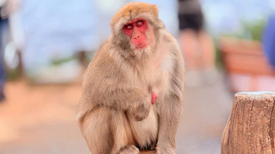 Kyoto: Fushimi, Arashiyama - Bamboo, Monkey, Torii & Secrets - Tenryuji garden, Kyoto’s quiet pause