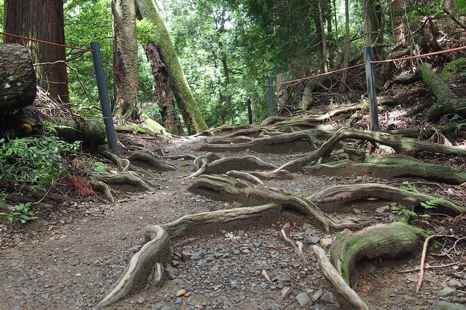 Kyoto Hiking Tour: The Nature and Legends of Kurama and Kibune - What the private guide adds