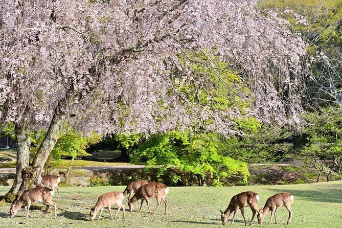Kyoto & Nara Day Tour: Golden Pavilion, Fushimi Inari & Deer Park - Kinkakuji, the Golden Pavilion in 40 minutes