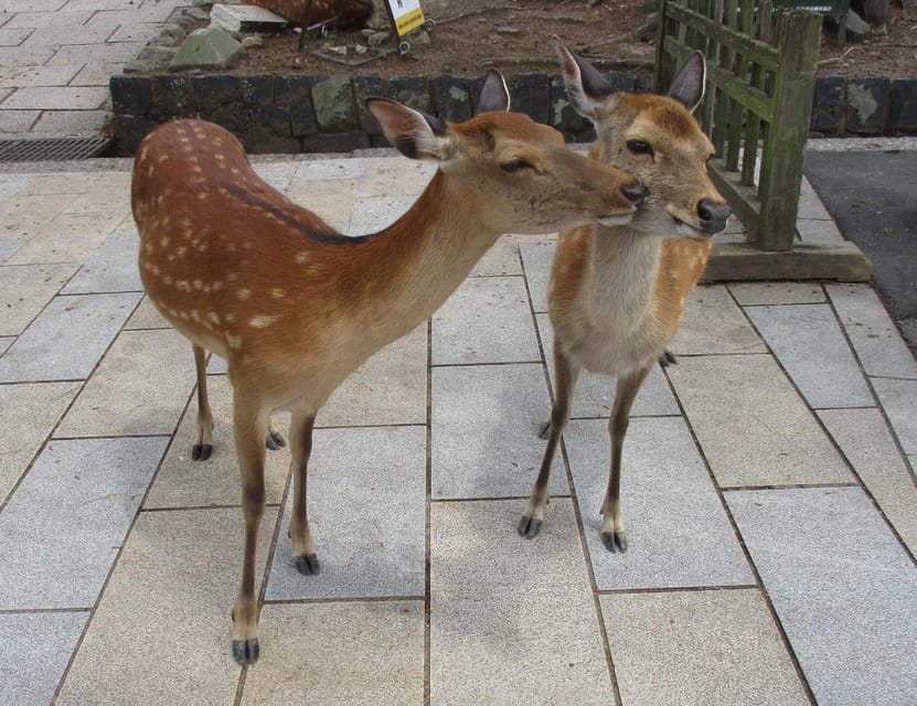 KYOTO-NARA: Giant Buddha Deer Pagoda "Geisya" (Italian, full day) - Returning to Kyoto for a proper break