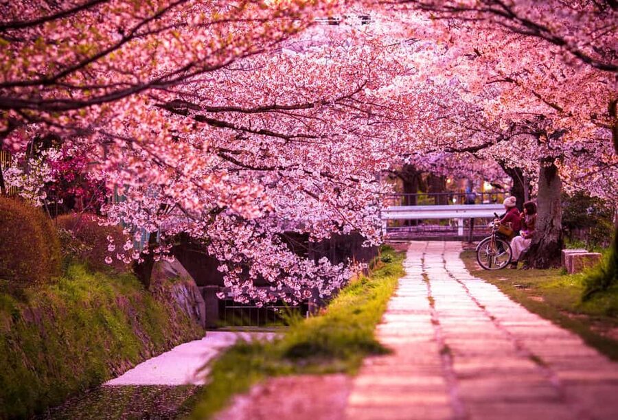 Kyoto & Nara Private Customized, Guided Tour - The guide can make or break the experience