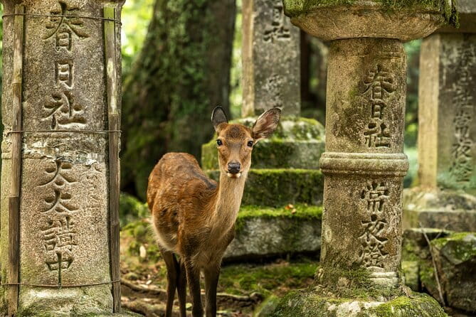 Kyoto&Nara Private Highlights Tour with English driver Pickup - Key points to know before booking