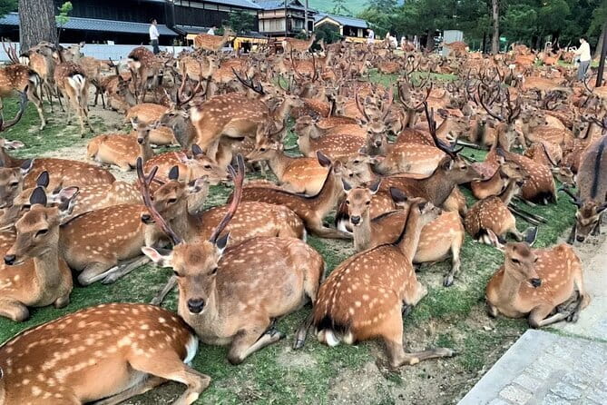 Kyoto & Nara Private Tour from Osaka Kyoto Hotel Pick-up - Key points before you book
